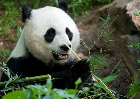Results Baby Panda Died From Lung And Liver Damage At The