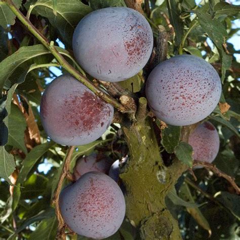 We found 39 results for fruit trees nursery in or near melbourne, fl. Fruit Trees | Squak Mt. Greenhouses & Nursery