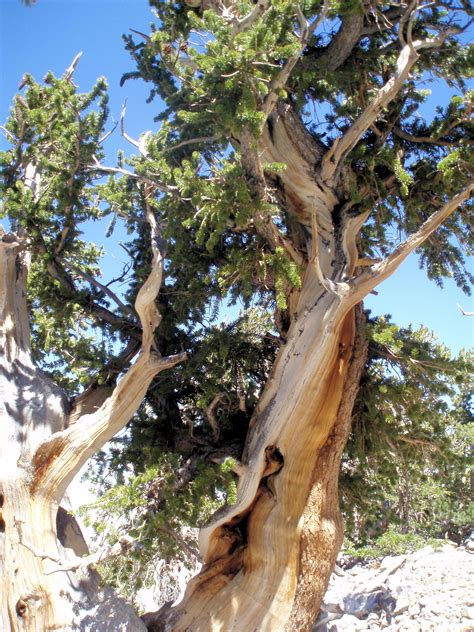 Bristlecone Pine Tree Can Live 4000 Years I Saw At Great Basin