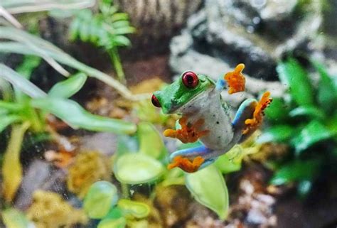 Do You Like Frogs We Do We Love Them Come Check Out Some Of Our