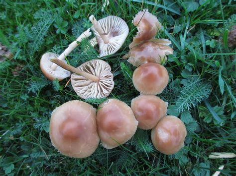 Several Mushrooms Are Growing On The Grass