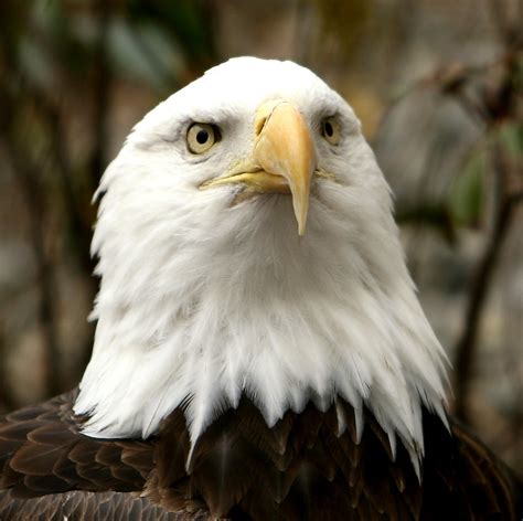 Filebald Eagle At The National Zoo Wikimedia Commons