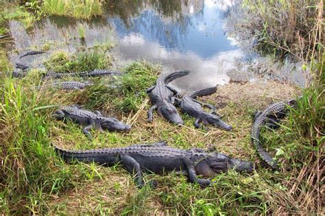 Alligators In Everglades National Park Florida Travel Off Path