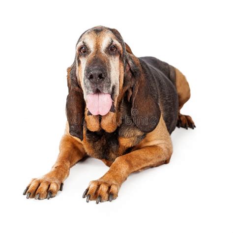 Bloodhound Dog Isolated On White Stock Image Image Of Bloodhound