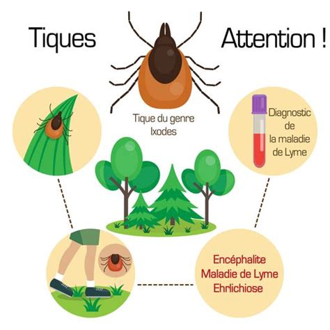 Prévention De La Maladie De Lyme