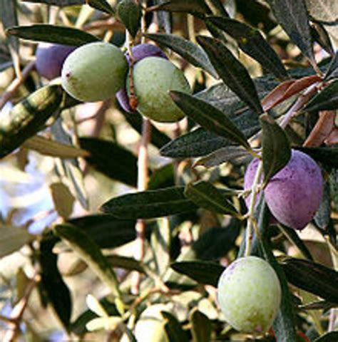 What About Olive Trees Hubpages