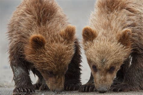 Brown Bear Cubs Photos By Ron Niebrugge