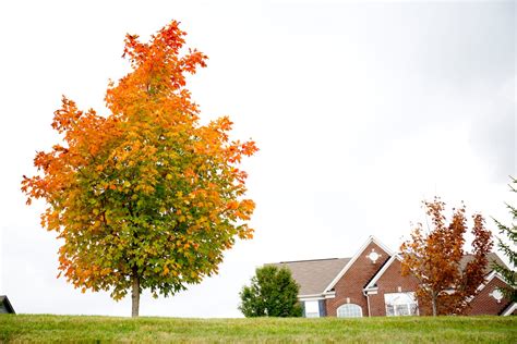 Fall Foliage Meaning And When Its Too Early