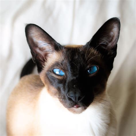 herbie our suave and sophisticated seal point siamese cat 💙 siamese cats oriental shorthair