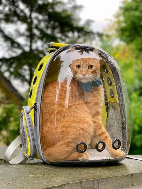 Cat Backpack Travel Bags Cat Meme Stock Pictures And Photos