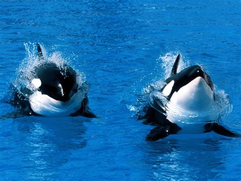Two White And Black Orca Fishes Orca Water Whale Animals Hd