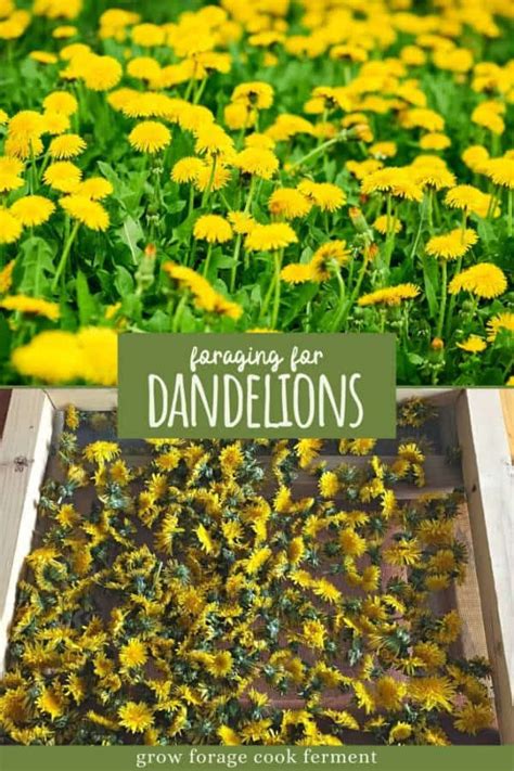 Dandelion Foraging Its Highly Nutritious And The Entire Plant Is