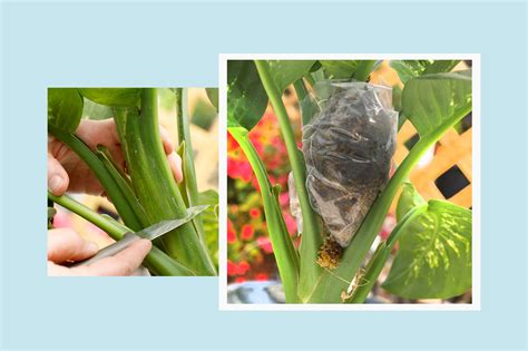Air Layering Is an Easy Way to Multiply Your Houseplants—Here's How