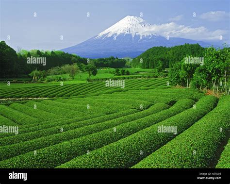 Snow Covered Mount Fujiyama Above Tea Fields On Honshu Island Stock