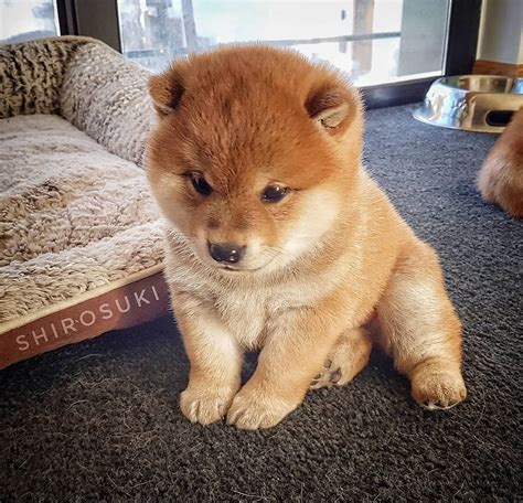 Bonus Ridiculously Cute Shiba Inu Puppy 🐾 By Shibainushirosuki