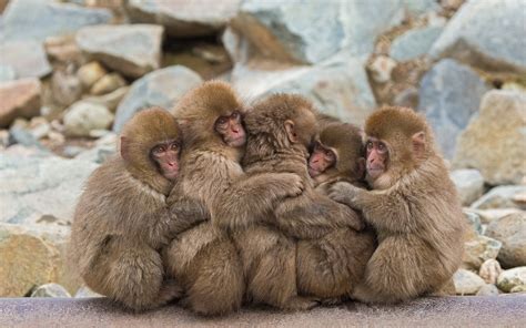 Japanese Macaque Wallpapers Wallpaper Cave