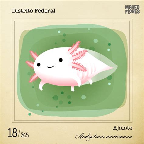Bueno este video ya lo habia subido pero con algunos errores xd pero no ahi problemas es para hacer conciencia de lo. El dibujo del ajolote - Yorokobu