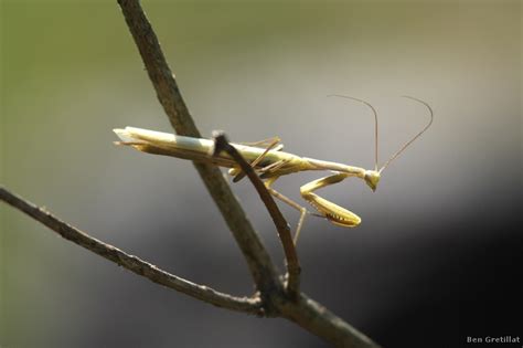 Photo Insectes Mante Religieuse Mantis Religiosa