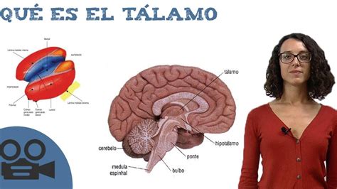 Top 114 Imagenes Del Talamo Mx