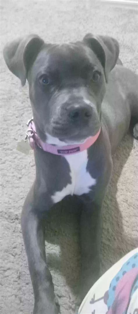 Dog adoption in Tucson, AZ 85716: pitbull Dog "mavis"