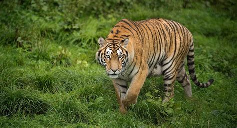 Learn online, on demand or in one of our classroom locations all over the uk. Hindistan'da 'insan yiyen' kaplan avı sürüyor: Halk ...