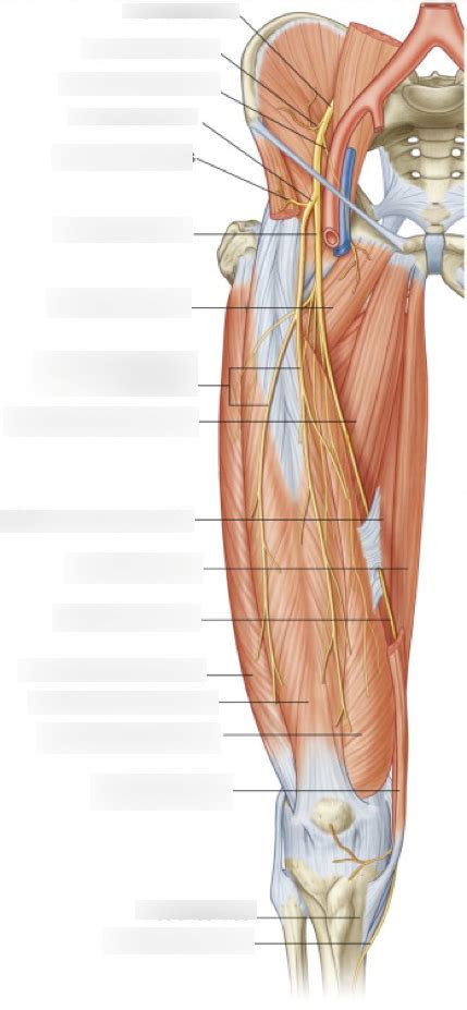 Anterior Medial Thigh I Diagram Quizlet