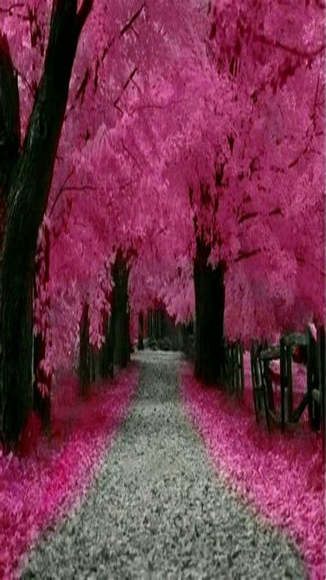 947 Wallpaper Pink Nature Images And Pictures Myweb