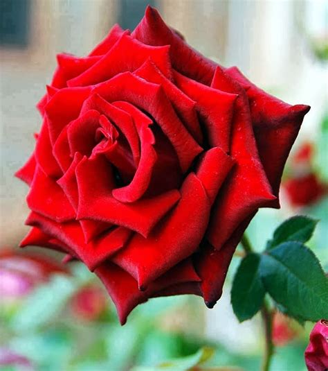Brotes De Amor Rosas Rojas