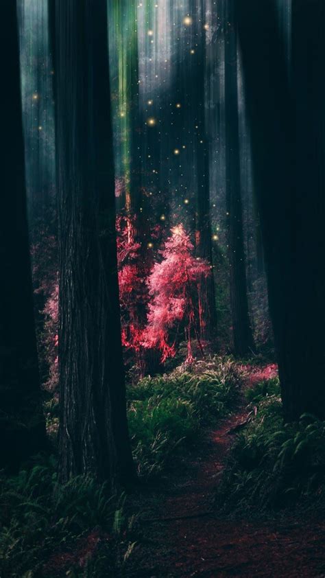Enchanted Forest Phone Wallpapers Wallpaper Cave