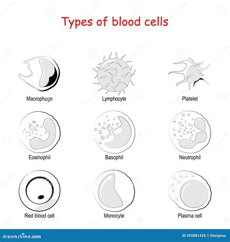 Types Of Blood Cells Vector Icon Set Stock Vector Illustration Of
