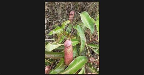 Is This Phallic Looking Object A Real Plant