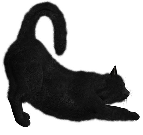 Black Cat Png Image Transparent Image Download Size 1600x1520px