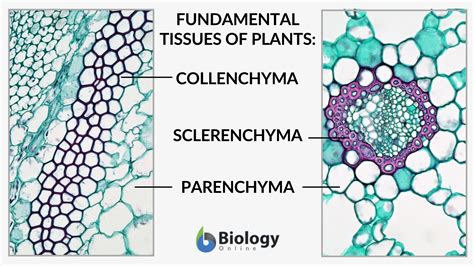 Parenchyma Definition And Examples Biology Online Dictionary