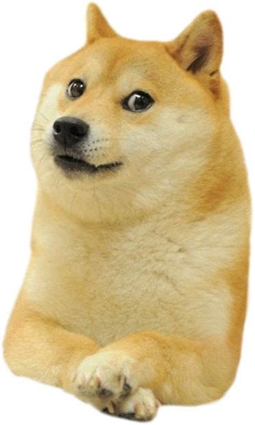 Doge By Nlturk Doge Meme Cute Animal Memes Doge Dog