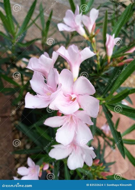Light Pink Oleander Stock Photo Image Of Summer Petals 83532624