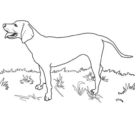 Dog Coloring Cartoon For All Ages K5 Worksheets