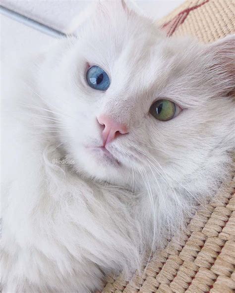 9 Stunning Cats With The Most Beautiful Eyes In The World Pets Feed