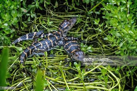 Southern Alligator Lizard Photos And Premium High Res Pictures Getty