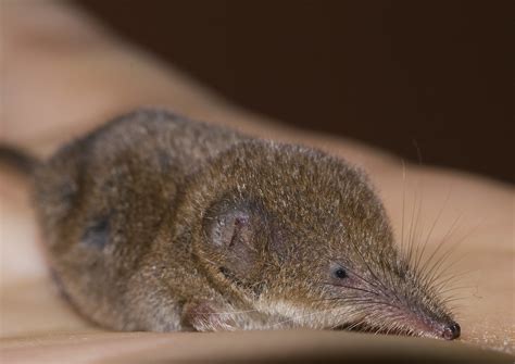 Pygmy Shrew Rescued From The Cat For Now Philip Hay Flickr