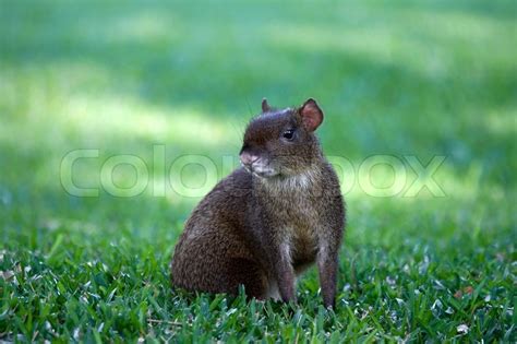 Mexican Agouti Stock Image Colourbox