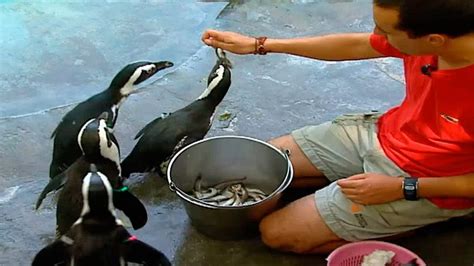 PingÜino Características Especies Habitat Y Alimentación