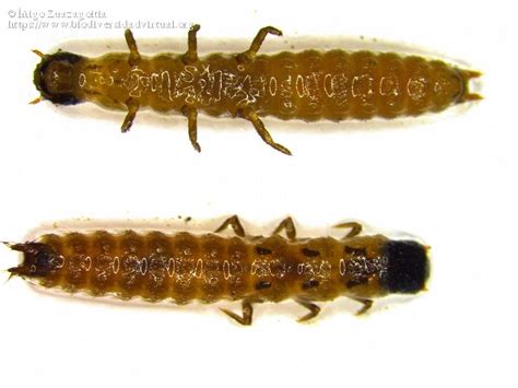 Coleoptera Larvae
