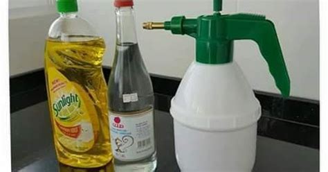 Anda mungkin tidak pernah membayangkan daun semambu, bawang putih dan daun ketum boleh dibuat racun organik. Cinta Manis: Cara Buat Racun Rumput Organik
