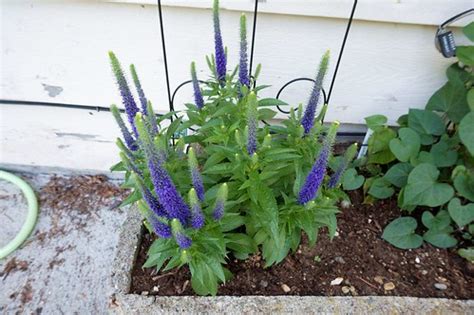 To help establish your new purple spike pride of madeira plant, fertilize sparingly six to ten inches if you plant this purple spike pride of madeira in a brightly lit area you may experience leaf burn. spiky purple perennial | EP Holcomb | Flickr