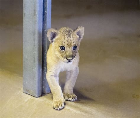 Baby Lion At The San Diego Zoo Safari Park Nathan Rupert Flickr