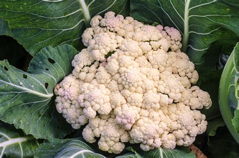Problems With Cauliflower Heads Food Gardening Network