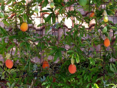 It can be tapped for raspberries occasionally, as well as harvested for raspberries, golden apples. Free Images : branch, plant, ripe, produce, evergreen ...