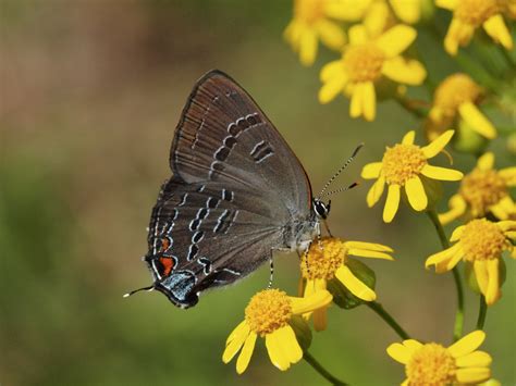 Banded Hairstreak Alabama Butterfly Atlas