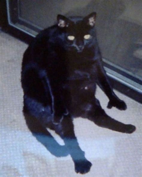 Cursed Pics That I Found On Internet Cats Part 1 Page