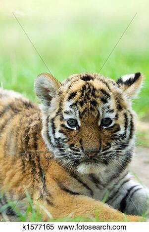 Bekijk meer ideeën over siberische tijger, tijger, grote katten. Siberische tijger, welp Stock Fotografie | k1577165 ...